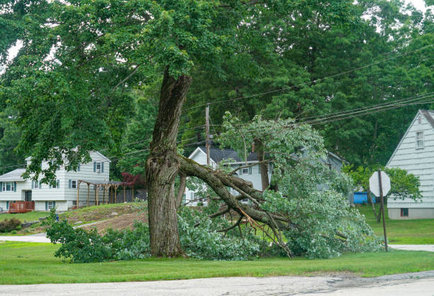 Best Tree Cabling and Bracing  in Waimalu, HI