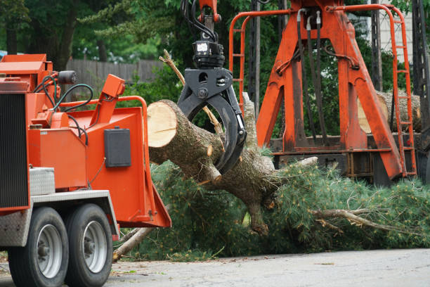 Tree and Shrub Care in Waimalu, HI