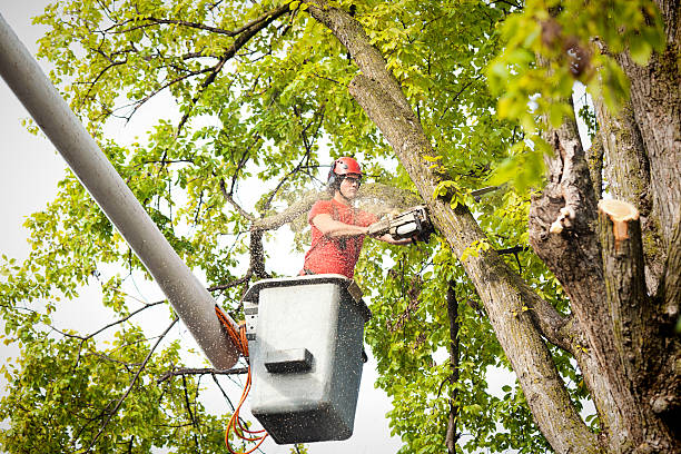 Best Utility Line Clearance  in Waimalu, HI